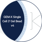 The neXt generation of single cell RNA-seq: An introduction to GEM-X technology