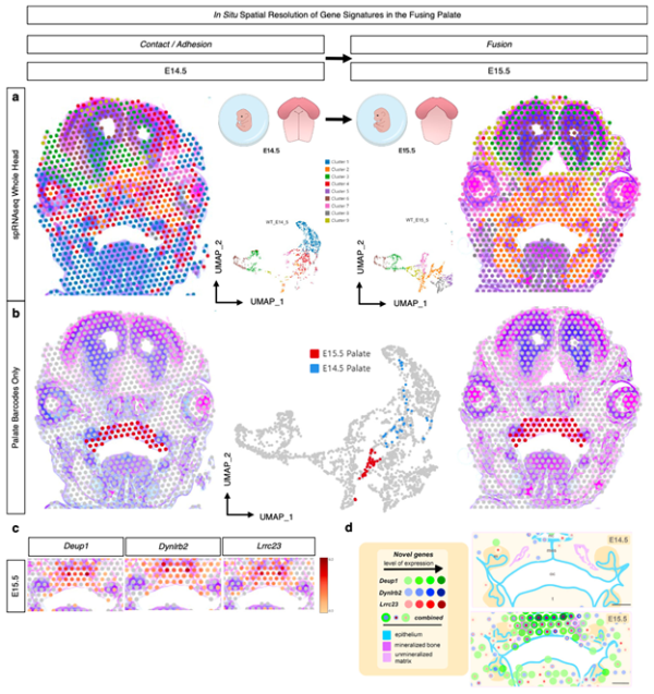 Some of our favourite Visium spatial transcriptomics publications from ...